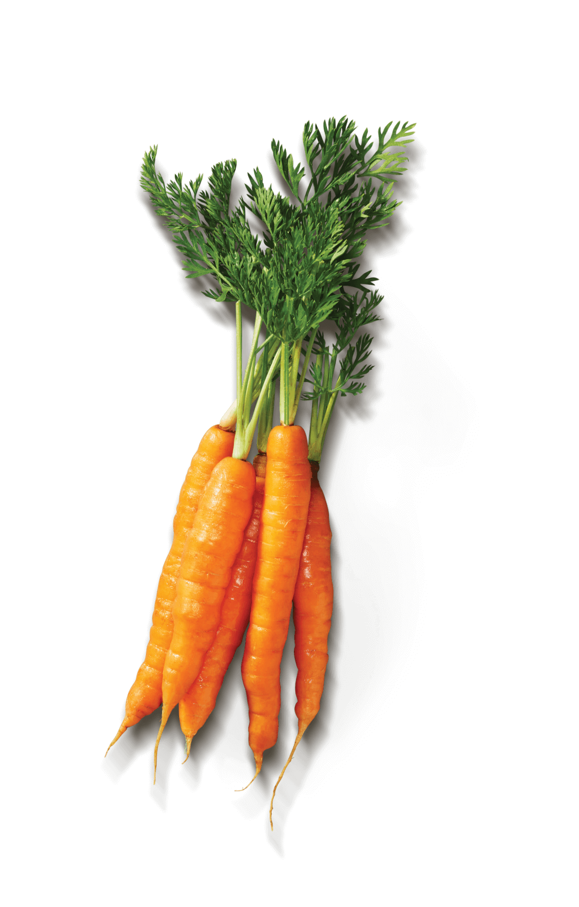 carrot